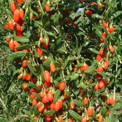 Goji ou Lyciet de Barbarie / Lycium barbarum